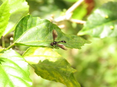 Pelecinobaccha clarapex