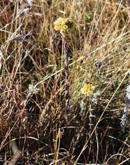 Helichrysum cephaloideum