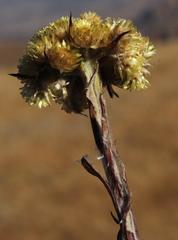 Helichrysum cephaloideum