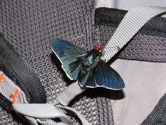 Pyrrhopyge phidias