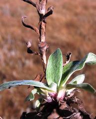 Helichrysum cephaloideum