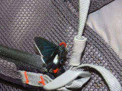Pyrrhopyge phidias