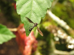 Pelecinobaccha clarapex