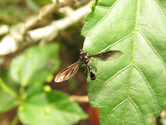 Pelecinobaccha clarapex