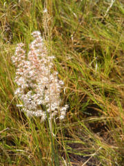 Melinis repens repens