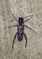 Xylotrechus