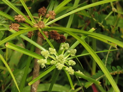 Cyperus luzulae