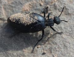 Meloe angulatus