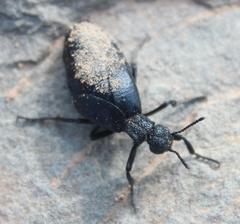 Meloe angulatus