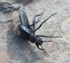 Meloe angulatus