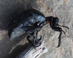 Meloe angulatus