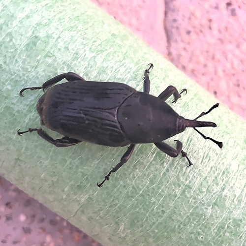 South American Palm Weevil photo 3