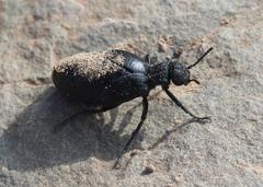 Meloe angulatus