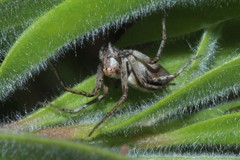 Oxyopes variabilis