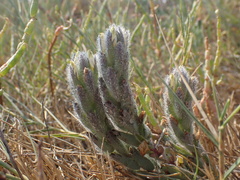 Chloropyron molle molle