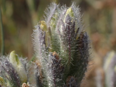 Chloropyron molle molle