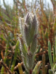 Chloropyron molle molle