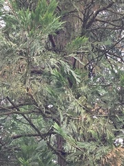 Calocedrus decurrens