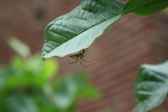 Oxyopes macilentus