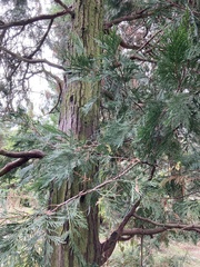 Calocedrus decurrens