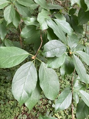 Maclura tricuspidata