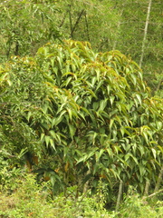 Miconia dolichorrhyncha