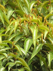 Miconia dolichorrhyncha