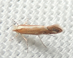 Cameraria quercivorella