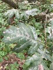Quercus robur