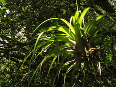 Tillandsia elongata