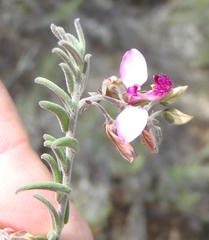 Polygala affinis