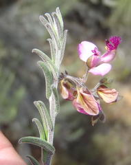Polygala affinis