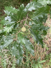 Quercus cerris