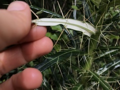 Ptilostemon casabonae