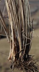 Diheteropogon filifolius