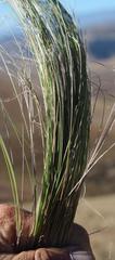 Diheteropogon filifolius