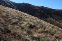 Diheteropogon filifolius