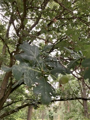 Quercus robur