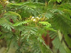 Pseudosamanea carbonaria