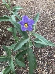 Solanum elaeagnifolium