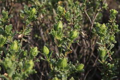Dimorphotheca cuneata