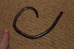 Rhinotyphlops lalandei