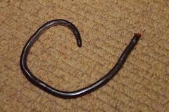 Rhinotyphlops lalandei