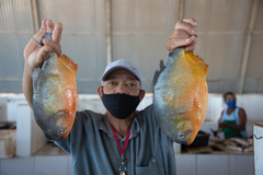 Black-Tailed Piranha photo 2