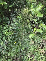 Ptilostemon casabonae