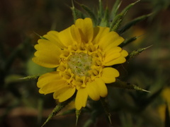 Centromadia parryi parryi