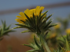 Centromadia parryi parryi