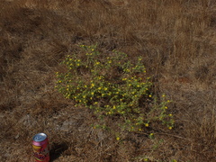 Centromadia parryi parryi