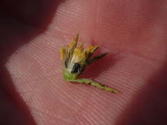 Centromadia parryi parryi