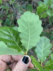 Quercus garryana breweri
